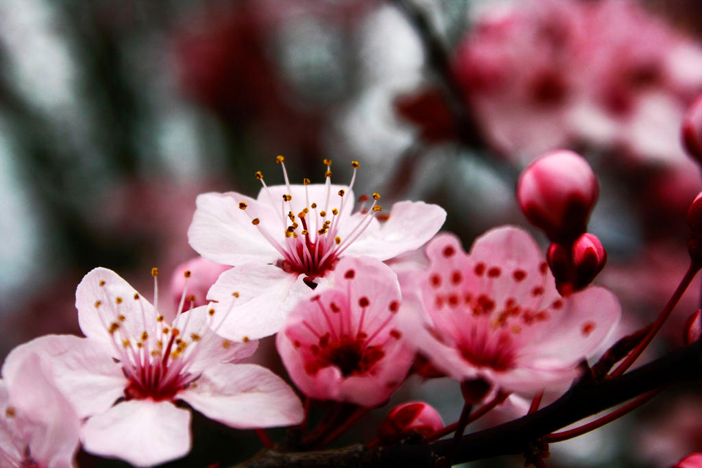 Cherry blossom one