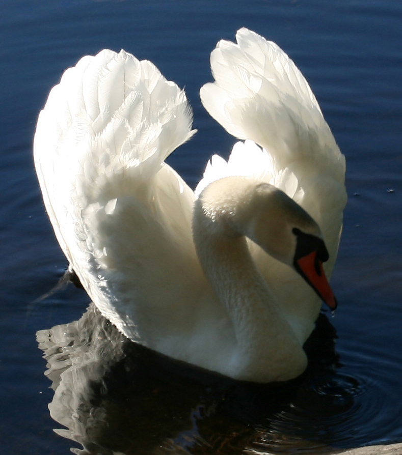 Swan