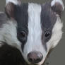 Badger