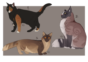 Cat adopts - closed