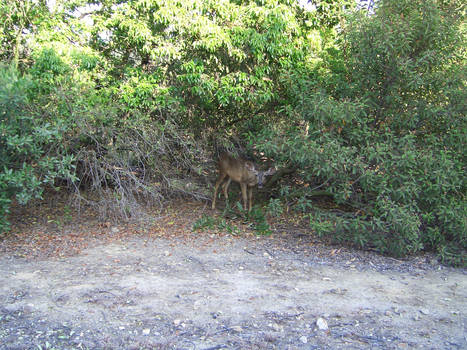 Boring Photo of a Deer