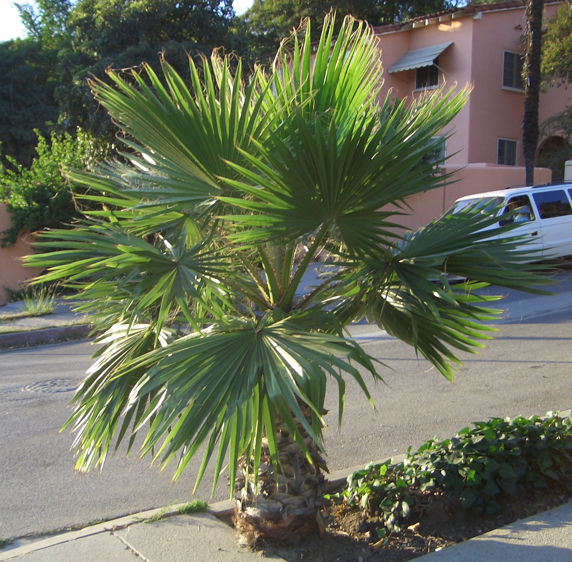 Very Short Palm Tree