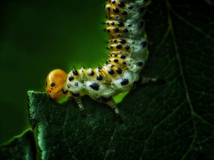 Caterpillar