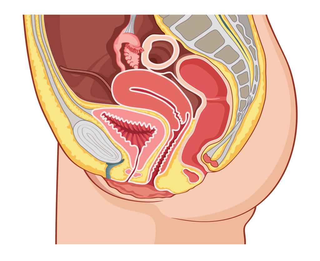 Vagina LateralViewCrossSection