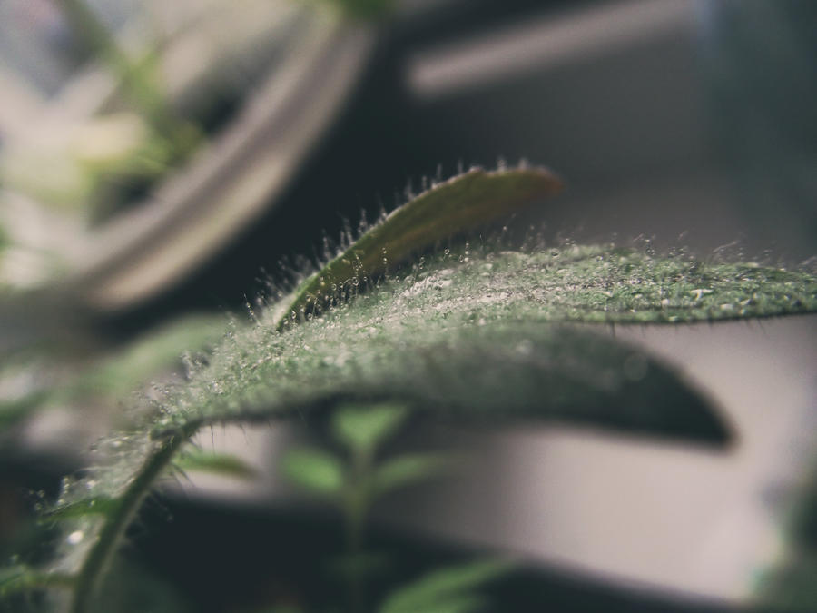 drops on a tomato