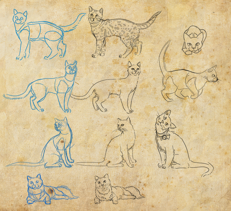 cat studies