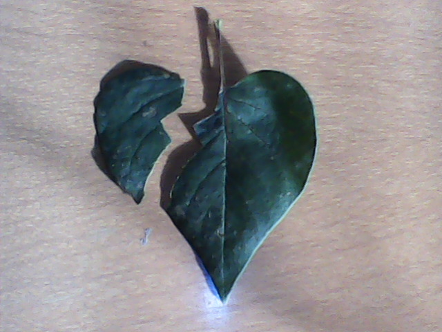 leaf