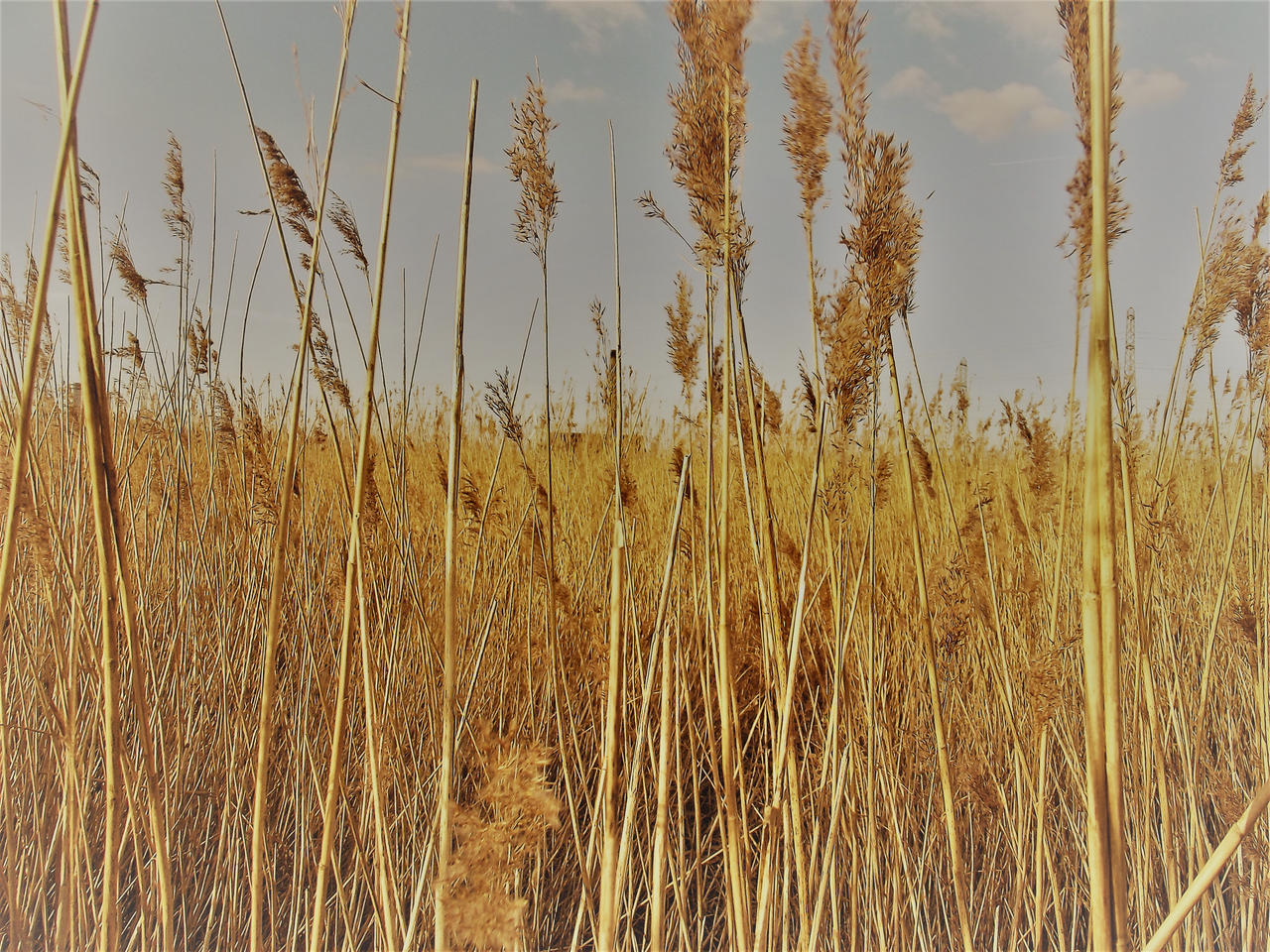 Reeds by Convivialme on DeviantArt