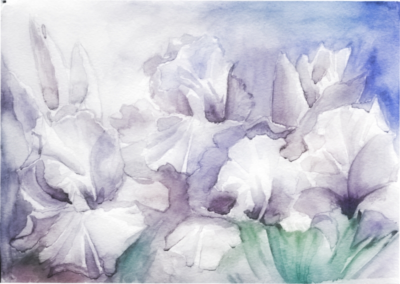 Irises