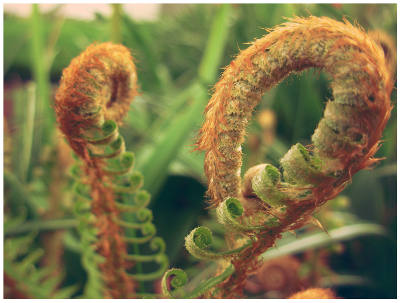 garden shrimp