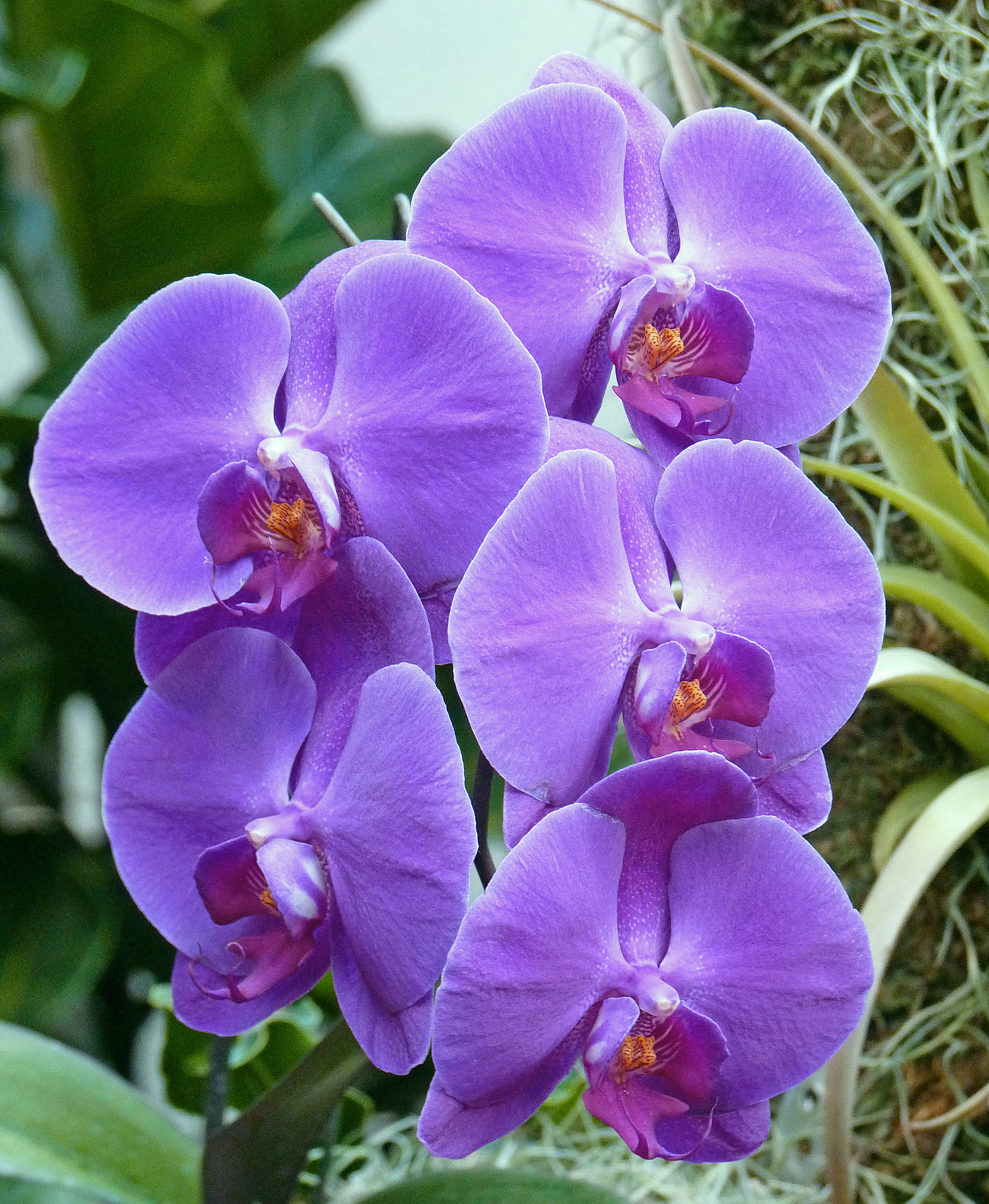 Orchid-3