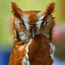 Red Owl