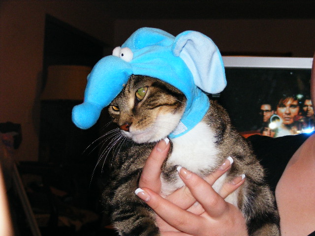 Elephant kitty