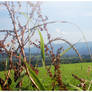 Mountains Through the Plants