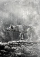 Wolf1