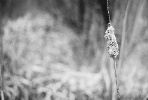 Cattails by themeganback on DeviantArt