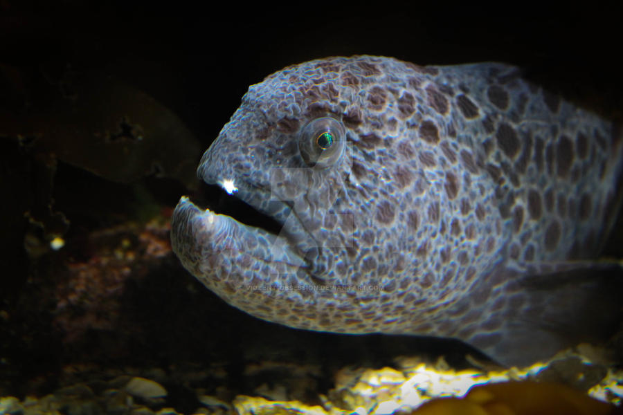 Hello - Wolf Eel