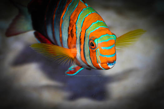 Harlequin Tuskfish