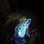 Slipping away - Blue Poison Dart Frog