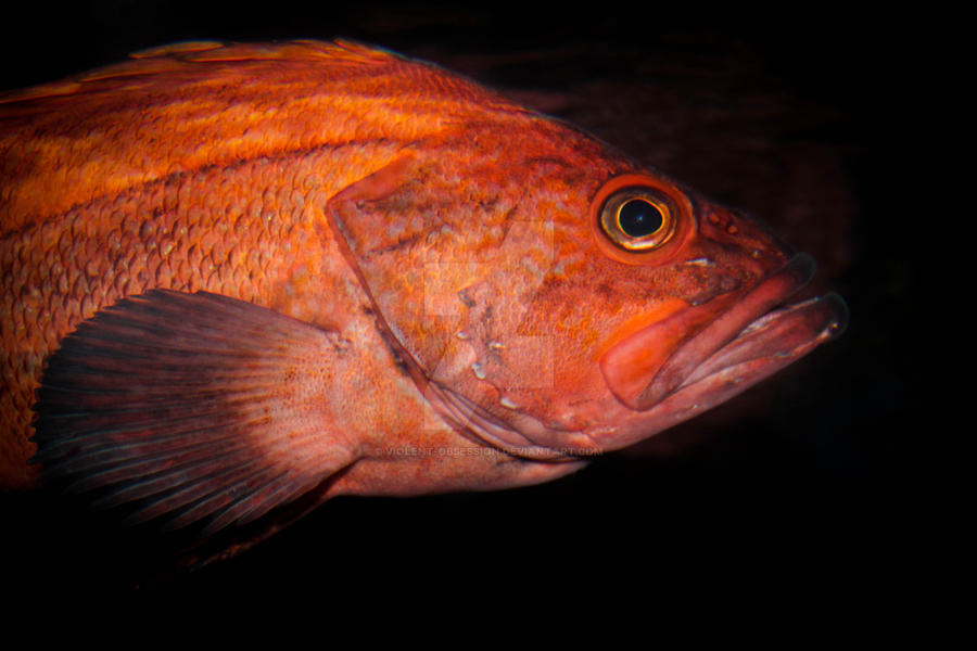 Rougheye Rockfish by violent-obsession on DeviantArt