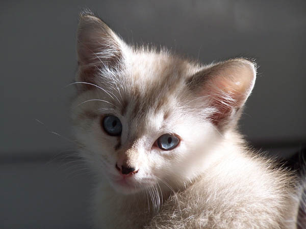 Siamese cross kitten 'Daya'