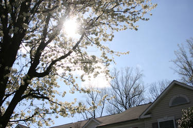 Blossoms As White As the Sun