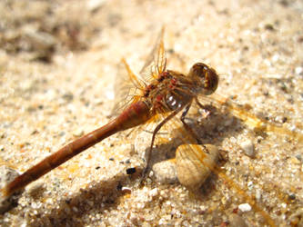 dragonfly