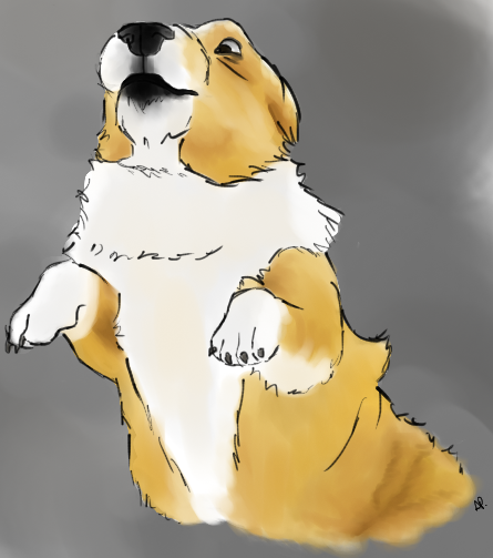 Corgi