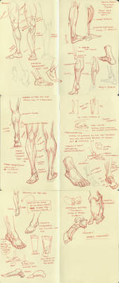 anatomy dump 2