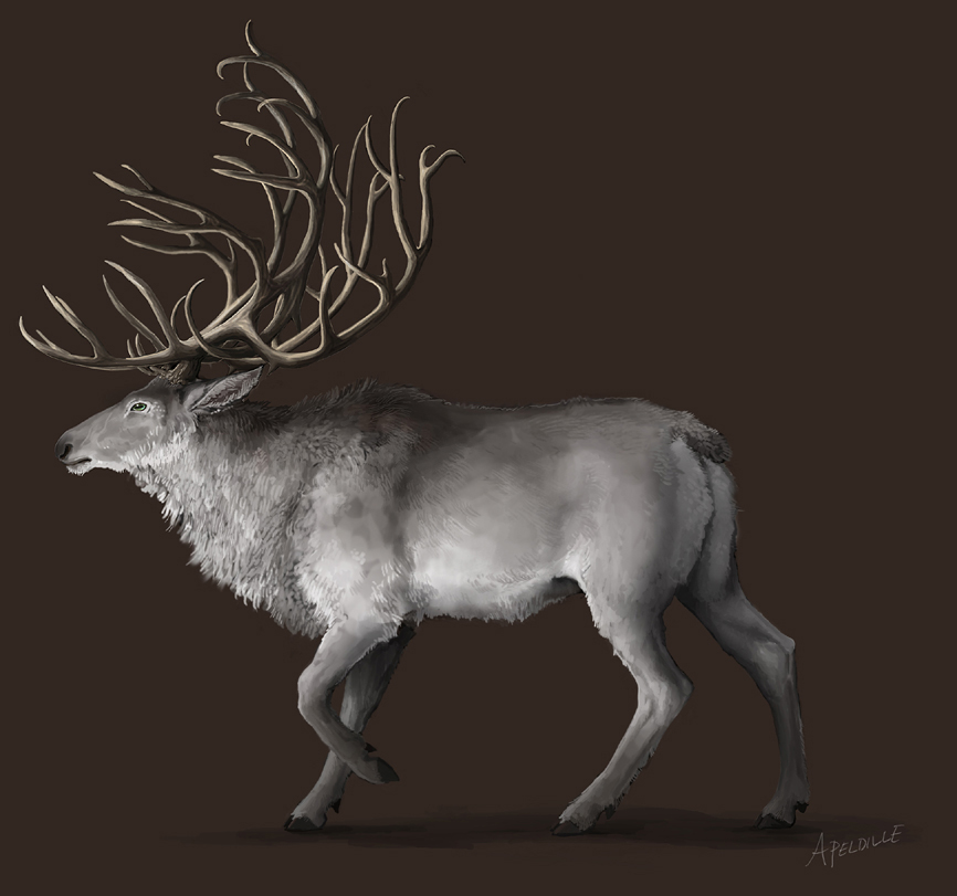 A Deer