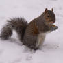 Snowy Squirrel