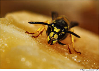 Sweet Wasp