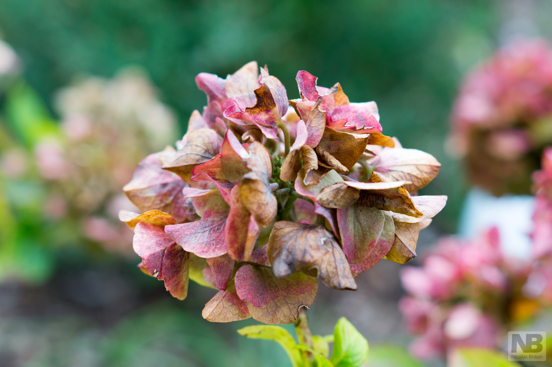 Hortensia