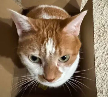 screenshot_2025_11_19_215001_by_highwy51_dkxuw6u-fullview.jpg?token=eyJ0eXAiOiJKV1QiLCJhbGciOiJIUzI1NiJ9.eyJzdWIiOiJ1cm46YXBwOjdlMGQxODg5ODIyNjQzNzNhNWYwZDQxNWVhMGQyNmUwIiwiaXNzIjoidXJuOmFwcDo3ZTBkMTg4OTgyMjY0MzczYTVmMGQ0MTVlYTBkMjZlMCIsIm9iaiI6W1t7ImhlaWdodCI6Ijw9MzI3IiwicGF0aCI6Ii9mL2NlNjkwNTA0LTkyODMtNGVlOS05OWNmLTMzYzljZjJlZDc5NS9ka3h1dzZ1LTRhMTBiNjUzLTc1MzItNDYyZS1hNjU0LTYzMzI5NTZmNzA5NC5wbmciLCJ3aWR0aCI6Ijw9MzYyIn1dXSwiYXVkIjpbInVybjpzZXJ2aWNlOmltYWdlLm9wZXJhdGlvbnMiXX0.B-OMveoIbbp9OKCHRHGuLRT_XaenNqd32tlgb5o77Do