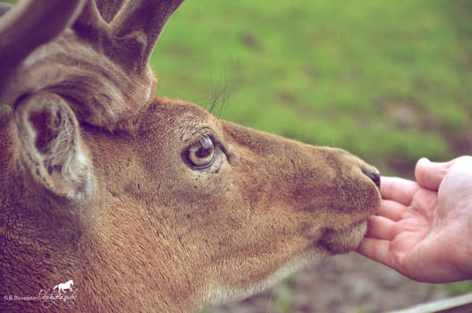 Feeding the Deer