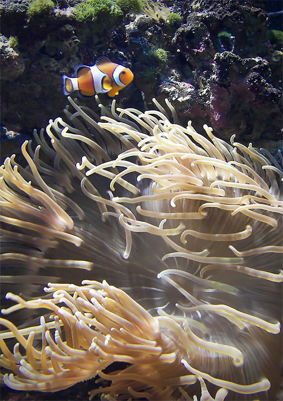 Amphiprion Ocellaris