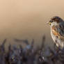 House Sparrow