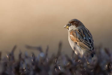 House Sparrow