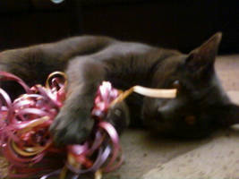My Cat Plays with a Ribbon 1