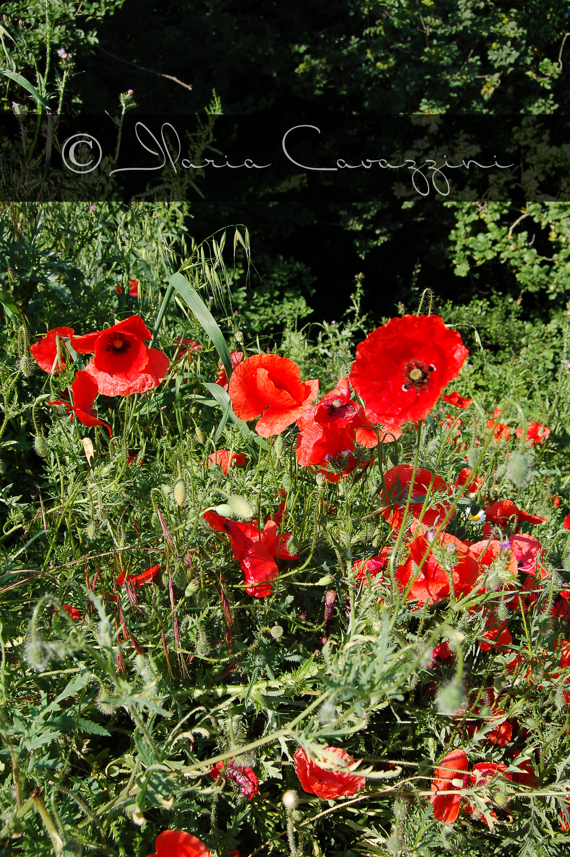 Red Poppies