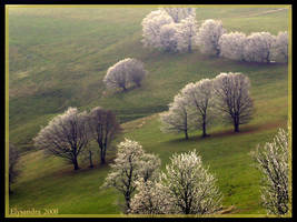 Icy Trees