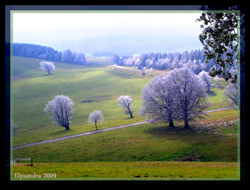 Icy Trees II