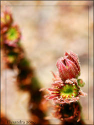 Desert Flower