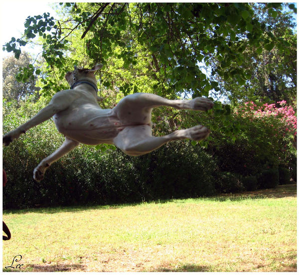 Deviantart Animal Jumping Jump by LikaTheSheep on DeviantArt