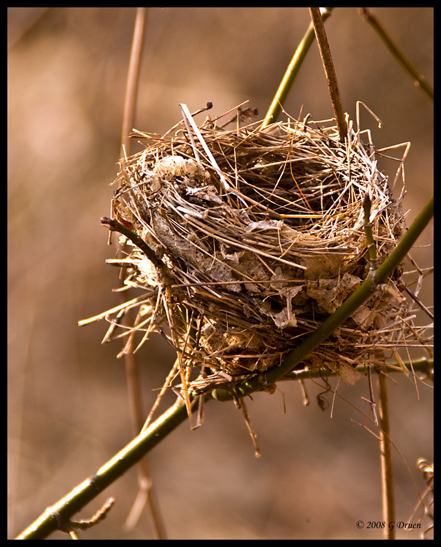 The Empty Nest