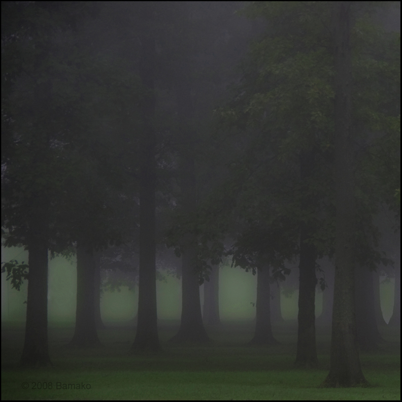 Foggy Woods