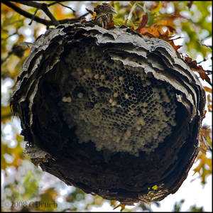 Hornet's Nest