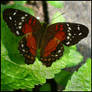 Butterfly 2