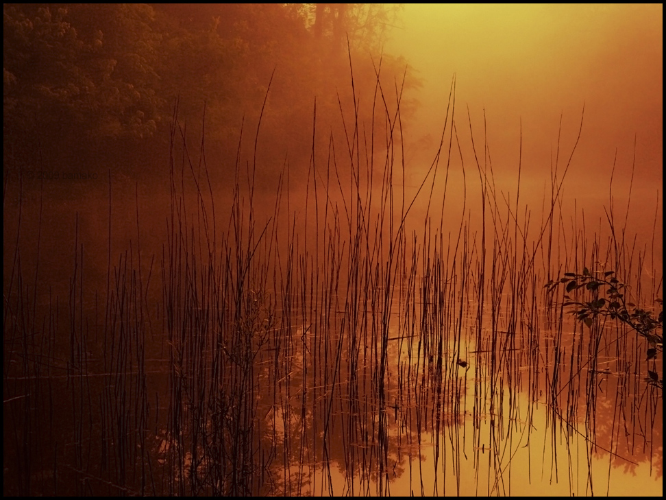 Reeds At Sunrise