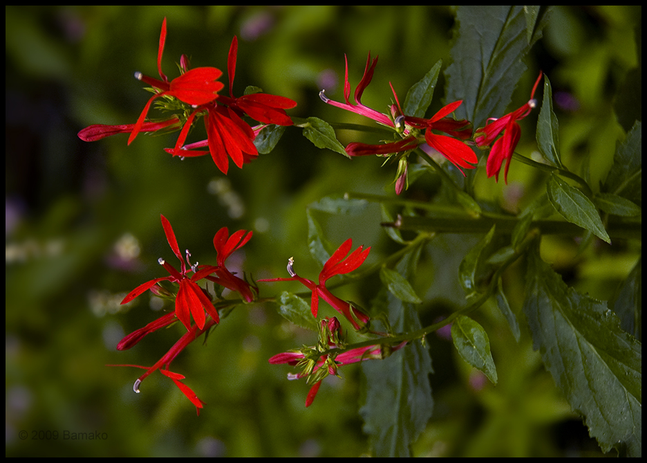 Cardinal Flower